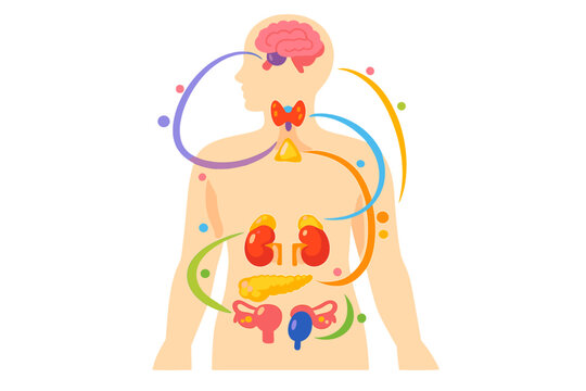 A stylized depiction of the human endocrine system with animated, colorful glands and hormonal pathways, set against a sleek