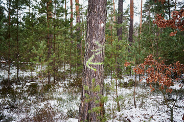 las,zima © Marcin Łazarczyk