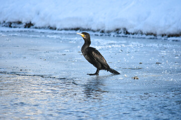 Cormorant in a frosty winter on a river, Poland