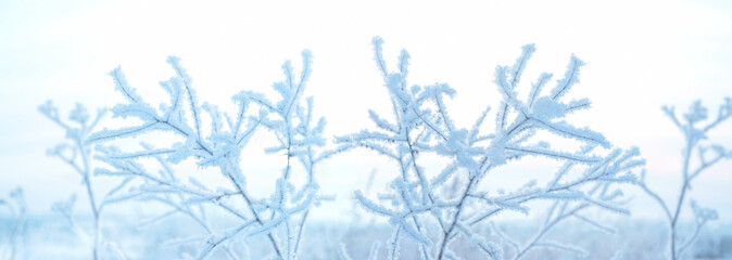 beautiful abstract winter landscape with frosty plant branches in rime close up. Wild grass covered crystallized snow, hoarfrost, light nature background. cold frozen weather. winter season. banner