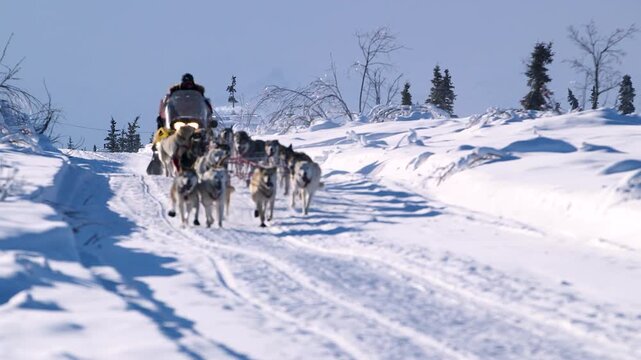 sled dogs in snow running with the iditarod team