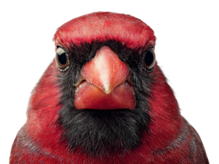 Close-Up of Vibrant Red Bird Isolated on White Background