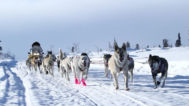 sled dogs in snow