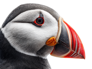 Close-Up of Atlantic Puffin with Vibrant Beak
