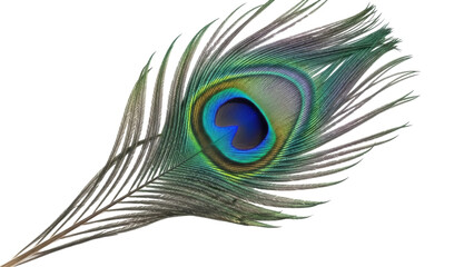 Vibrant peacock feather PNG isolated on transparent backdrop, iridescent plumage detail for exotic design and decoration projects © Matej