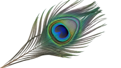 Vibrant peacock feather PNG isolated on transparent backdrop, iridescent plumage detail for exotic design and decoration projects