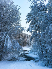 Small dark river flowing through a deep snowy forest, frozen winter stream surrounded by trees covered in heavy white hoarfrost