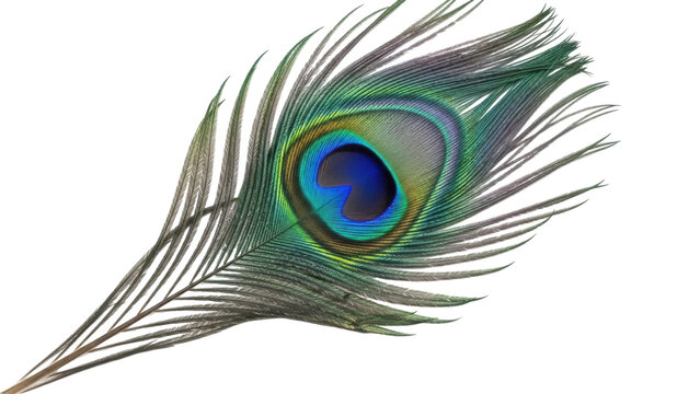 Vibrant peacock feather PNG isolated on transparent backdrop, iridescent plumage detail for exotic design and decoration projects