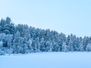 Wide view of a frozen winter plain with animal tracks in the snow, dense forest line covered in hoarfrost under a cold blue sky