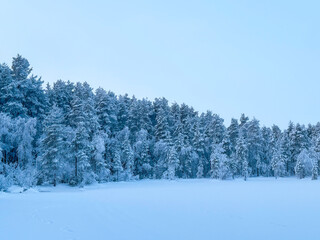 Wide view of a frozen winter plain with animal tracks in the snow, dense forest line covered in hoarfrost under a cold blue sky