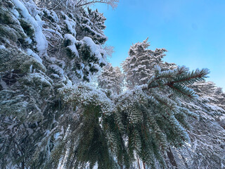 Low Angle Close Up of Heavy Snow Laden Spruce Branches Against a Bright Blue Winter Sky