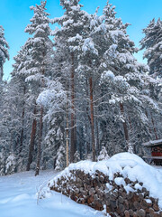 Stack of Logs Covered in Deep Snow in Front of a Majestic Frozen Pine Forest