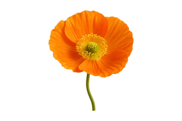 Vibrant orange poppy flower with green stem on transparent background