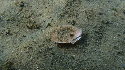 Mediterranean tellin (Peronaea planata) shell on sea bottom, Ligurian Sea, Italy, Imperia © Alexey