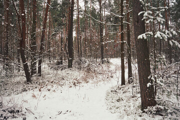 leśna ścieżka,zima 