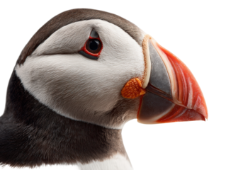 Puffin Side Profile