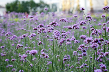 Obraz premium Vibrant field of purple flowers Verbena bonariensis swaying gently in the breeze, surrounded by lush greenery and soft sunlight, creating a serene and tranquil natural landscape