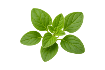 a green plant with leaves on transparent background high quality