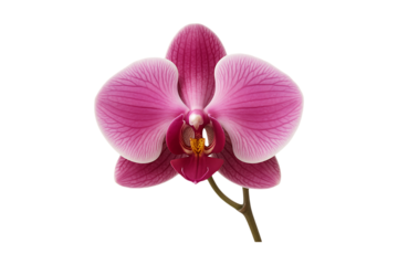 beautiful pink orchid flower on transparent background high quality professional
