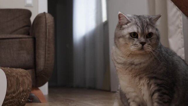 A fluffy grey cat with tabby markings sits indoors near a scratching post and armchair