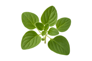 a small green plant with rounded leaves on transparent background