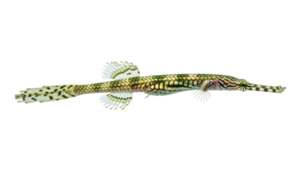 Ornate ghost pipefish isolated PNG on transparent background, colorful Solenostomus paradoxus with intricate patterns for marine life design