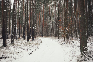 leśna droga,zima © Marcin Łazarczyk