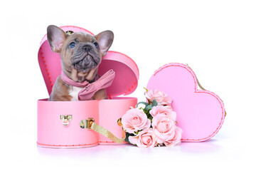 Cute French Bulldog dog puppy with bow tie in Valentine's Day trunk box in shape of pink heart on white background