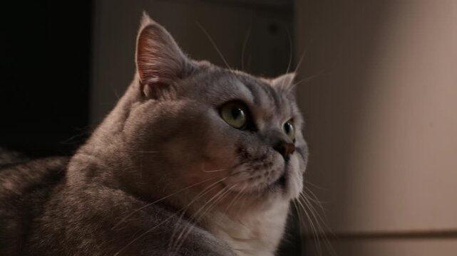 Close-up portrait of a fluffy grey British Shorthair cat with green eyes looking intently