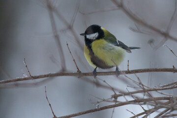 Fototapeta premium great tit on branch