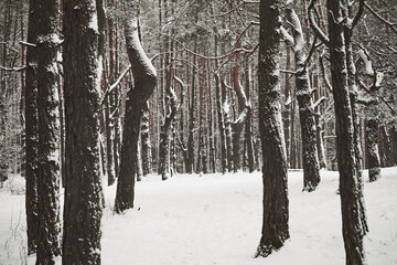 leśna droga,zima © Marcin Łazarczyk