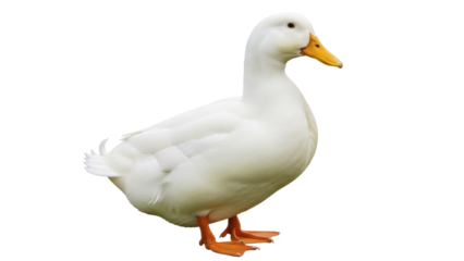 Pekin duck isolated PNG on transparent background, domestic waterfowl with white plumage and orange beak for design use