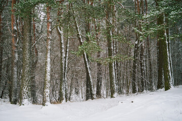 las,zima © Marcin Łazarczyk