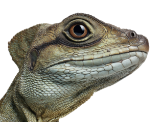 Close-up of a Lizard's Face with Detailed Scalation 