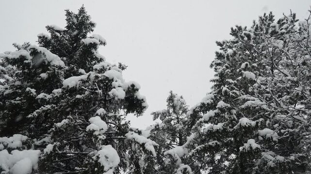 Snow cover Fir Spruce and Pine trees against cloudy sky. Consequences of Winter storm. Meteorological condition. Climate change. Weather forecast. Solar anticyclone. Coniferous forest. Christmas mood