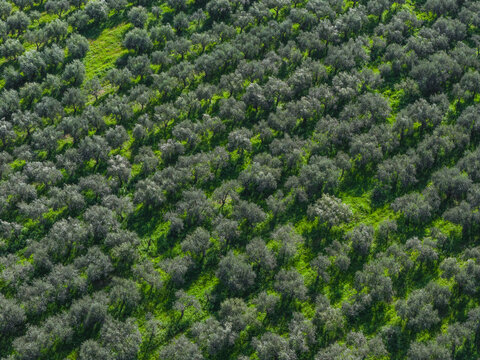Aerial view of olive trees standing in rows, their leaves contrasting with the vibrant green grass between them, Tonnara di Vendicari, Vendicari, Sicilia, Italy.