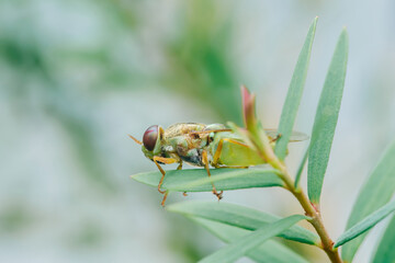 Metallic green horsefly with large eyes resting on plant