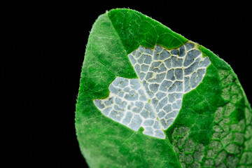 Leaf showing plant pest damage and disease