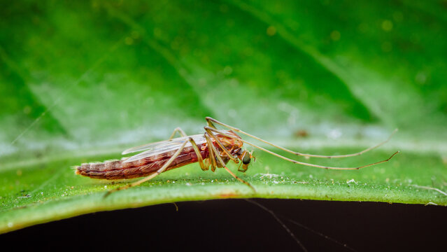 Mosquito-like insect resting on green leaf macro
