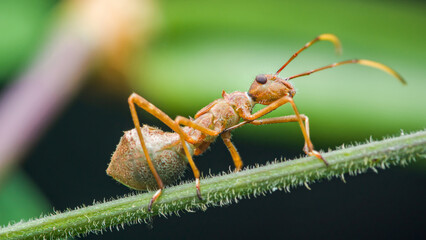 Insect walking on green hairy stem