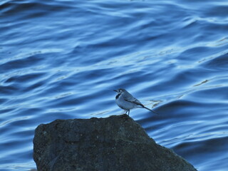 Photo of the white wagtail (Motacilla alba) bird
