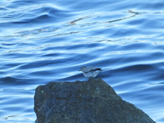 Photo of the white wagtail (Motacilla alba) bird