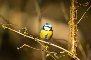 Blue tit bird sits on a branch