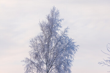 Frosty Winter Birch