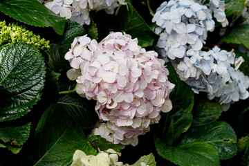 Pink hydrangea flowers