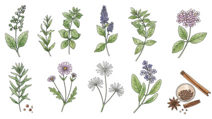 Hand drawn vector watercolor set of herbs, wildflowers and spices.