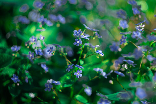 background of beautiful blue flowers- forget-me-nots