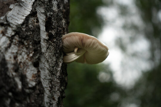 a tree mushroom on a birch tree