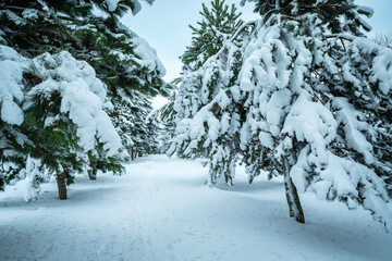 Snow on tree branches after heavy rainfall