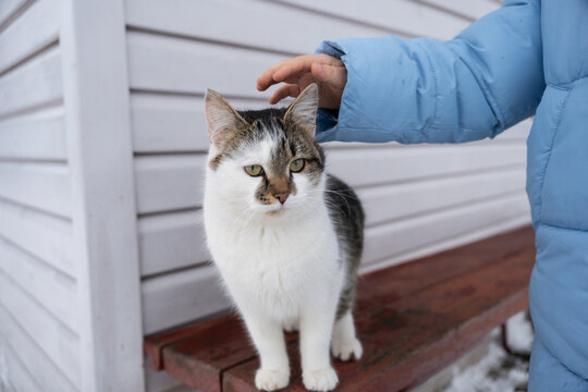 A child's hand strokes a cat